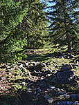 Ein holpriger Waldpfad...