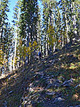 ...führt uns durch den Bergwald aufwärts