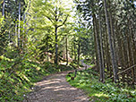 Im Anschluss geht es noch kurz durch den Wald