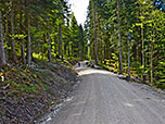 Langsam wird der Wald dichter