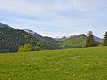 Almwiesen am Reifenberg
