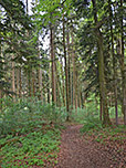 Durch ein Waldstück...