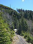 ...und lichten Wald weiter aufwärts