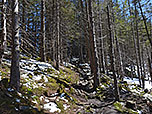 ...und folgen dem Waldweg empor...