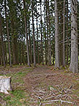 ...biegen wir linkshaltend in einen Waldpfad ein