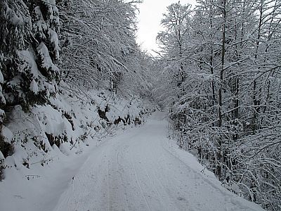 ...führt uns wieder in bewaldetes Terrain