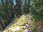 Abstieg durch den Bergwald