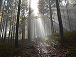Die Sonne blinzelt durch den Nebel