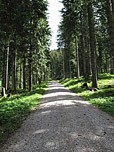 Danach treffen wir nochmals auf einen Forstweg