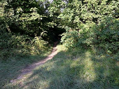 ... des Monte Brione wieder zu Tal