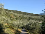 Auf der flachen Seite des Monte Brione findet man unzählige Olivenbäume