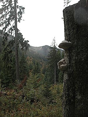 weiter durch den Mischwald...