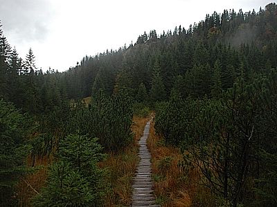 Durch die Latschen...