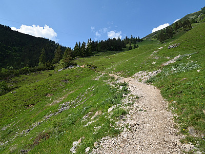 Zahlreiche Serpentinen erleichtern den Aufstieg über die  steilen Almwiesen