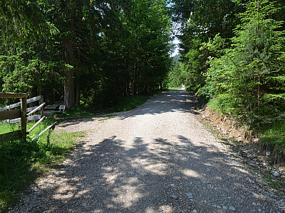 Bequem wandern wir auf der Forststraße ein Stück bergauf