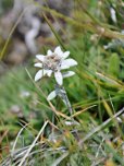 ...berühmte Alpenblumen entdecken.