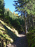 Nun geht es wieder durch dichten Wald bergauf