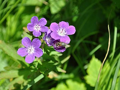 an Bergblumen vorbei...