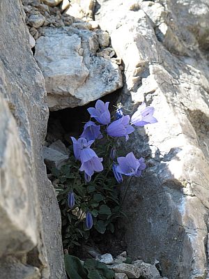 Nicht nur der Bergfreund fühlt sich wohl im Steig