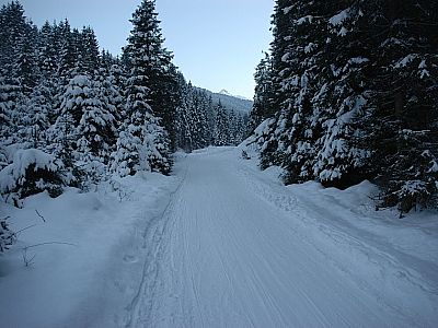 ... immer der Forststraße folgend.