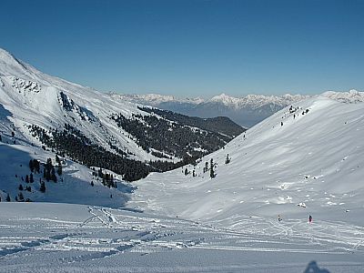 Immer auf den Wald zu