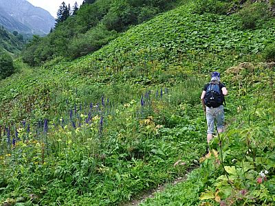 die grünen Hänge hinunter.