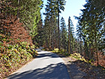 Wir wandern durch lichten Wald bergauf