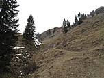 Nach dem Wald erreichen wir schönes Almgelände