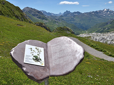 Der Geoweg informiert über die lokale Flora