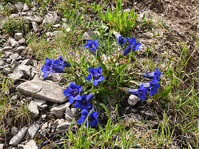Die Wiesen sind gespickt mit herrlich blühenden Enzianen
