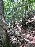 ...bevor wir erst einmal im schattigen Wald verschwinden