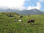 Kühe vor der Meglisalp