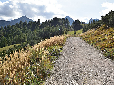 ... nahen Fahrstraße.