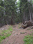 Der Waldpfad...