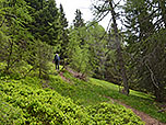 ...und der Wald lichtet sich langsam