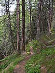 ...und tauchen in den schattigen Bergwald ein