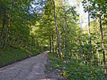 ...und folgen dem unbeschilderten Forstweg...