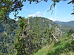 ...im lichter werdenden Wald an Höhe