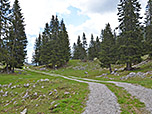 ...mündet der Forstweg in einen Karrenweg, ...