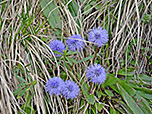 Nacktstängelige Kugelblumen