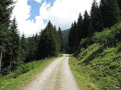 Wieder ein kurzes Stück über den Forstweg, ...