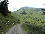 Endspurt zur Hütte über den breiten Forstweg