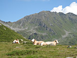 Kühe vor dem Kröndlhorn