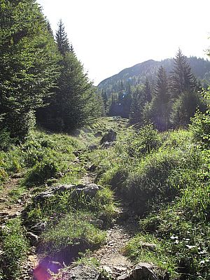 ...und durch lichten Wald