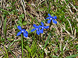 Frühlingsenzian