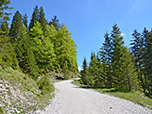 Wir steigen über den breiten Forstweg bergauf