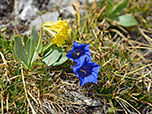 Aurikel und Enzian am Gipfel der Scheinbergspitze