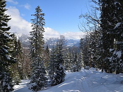 Der Blick durch den lichten Wald auf das Lindertal