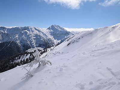 Der Winter hat dem Bäumchen ein Kleid aus Eis verpasst