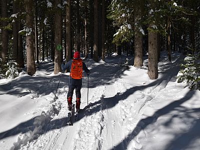 Durch den Wald steigen wir weiter auf